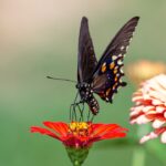 Photo Community garden
