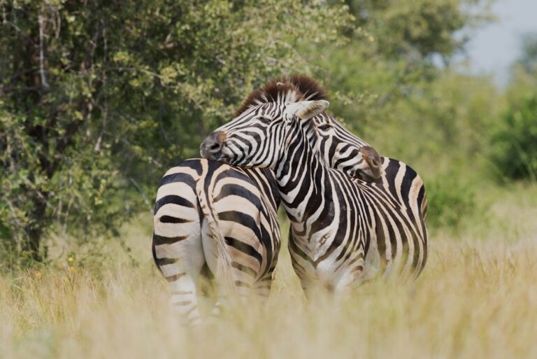 Photo Supportive hug