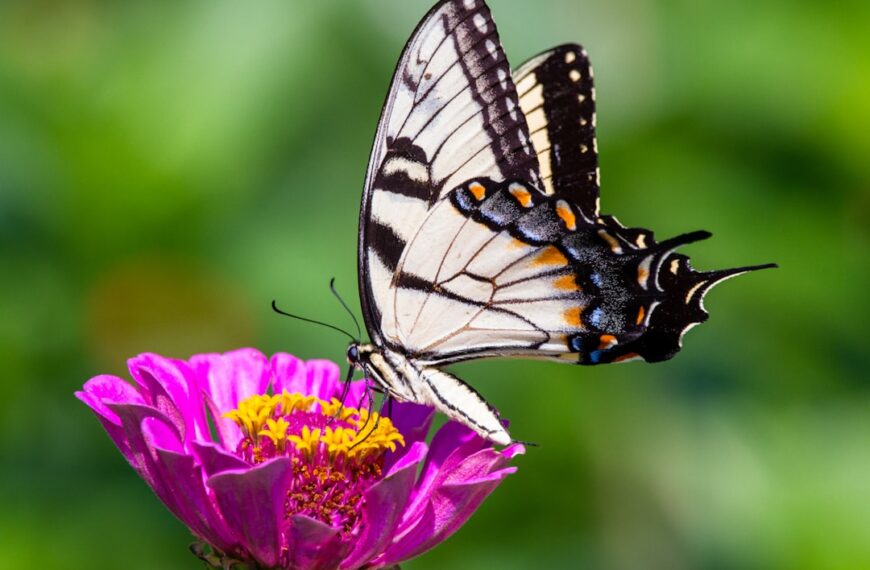 Photo Community garden