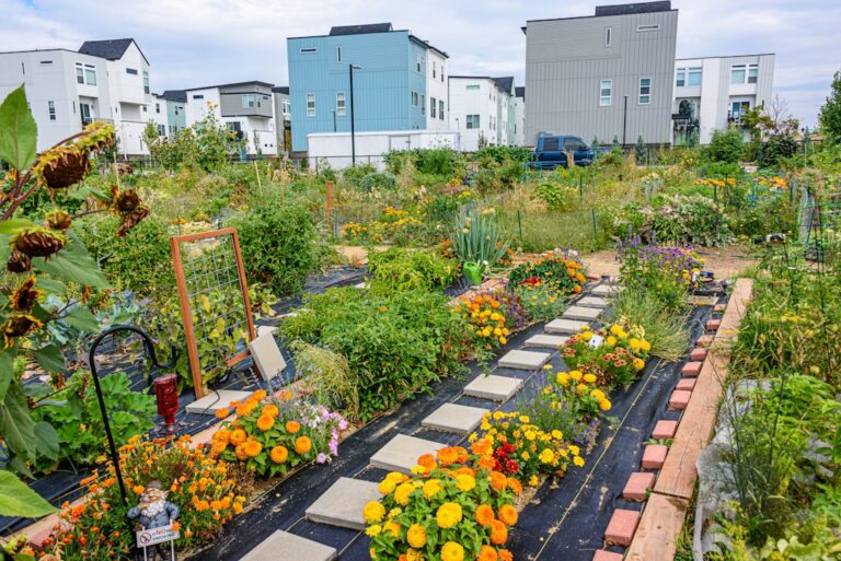 Photo Community garden