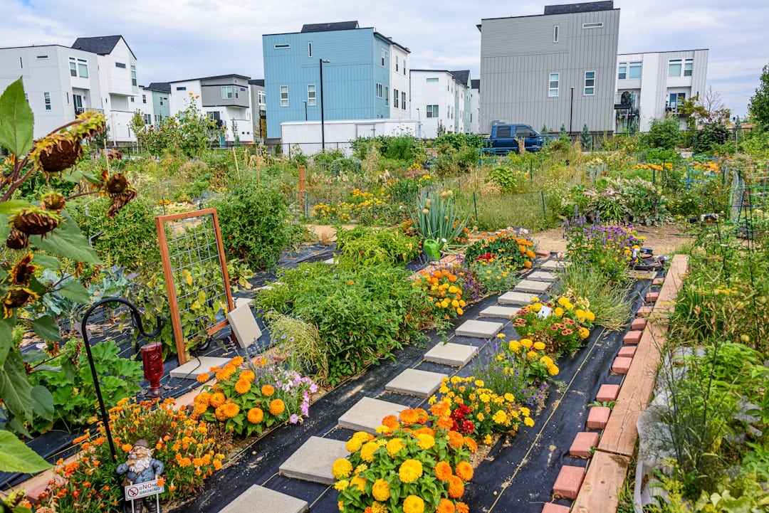 Photo Community garden