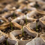Photo Community garden