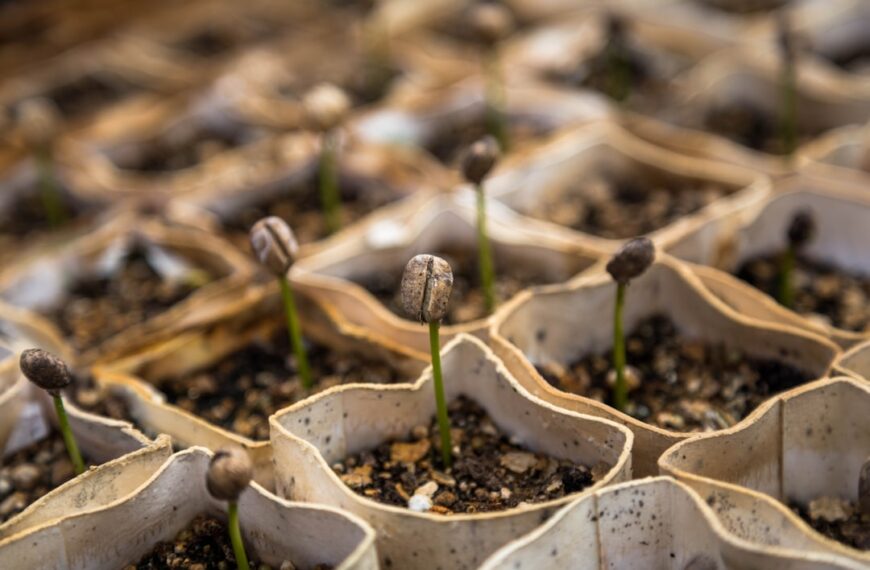 Photo Community garden
